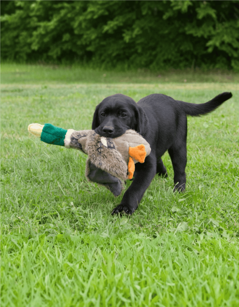 Beautiful golden retriever dog enjoying sunset outdoors, scenic nature background.