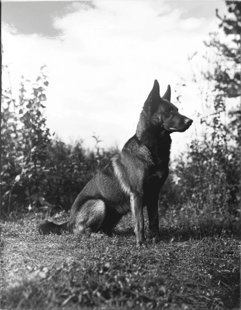 The ‘First’ German Shepherd Dog Had a Noble Name