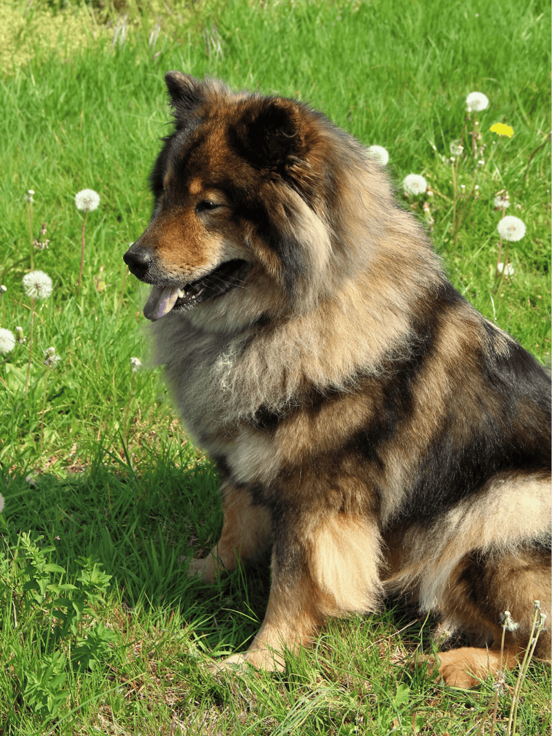 The AKC doesn’t officially recognize Eurasiers