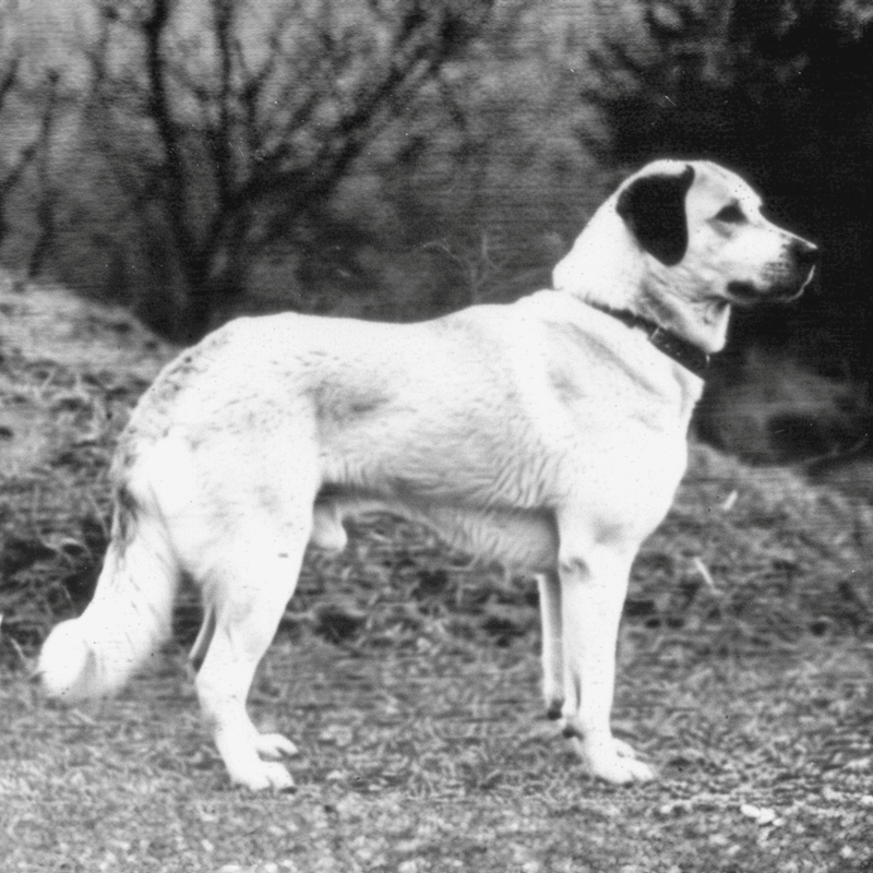 Dog sitting outside in a rural setting, capturing a peaceful and natural moment in black and white.