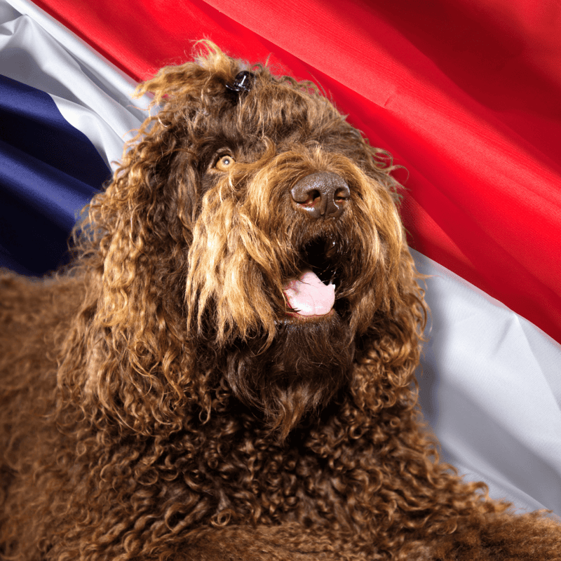 The Barbets Have Contributed to the French Language