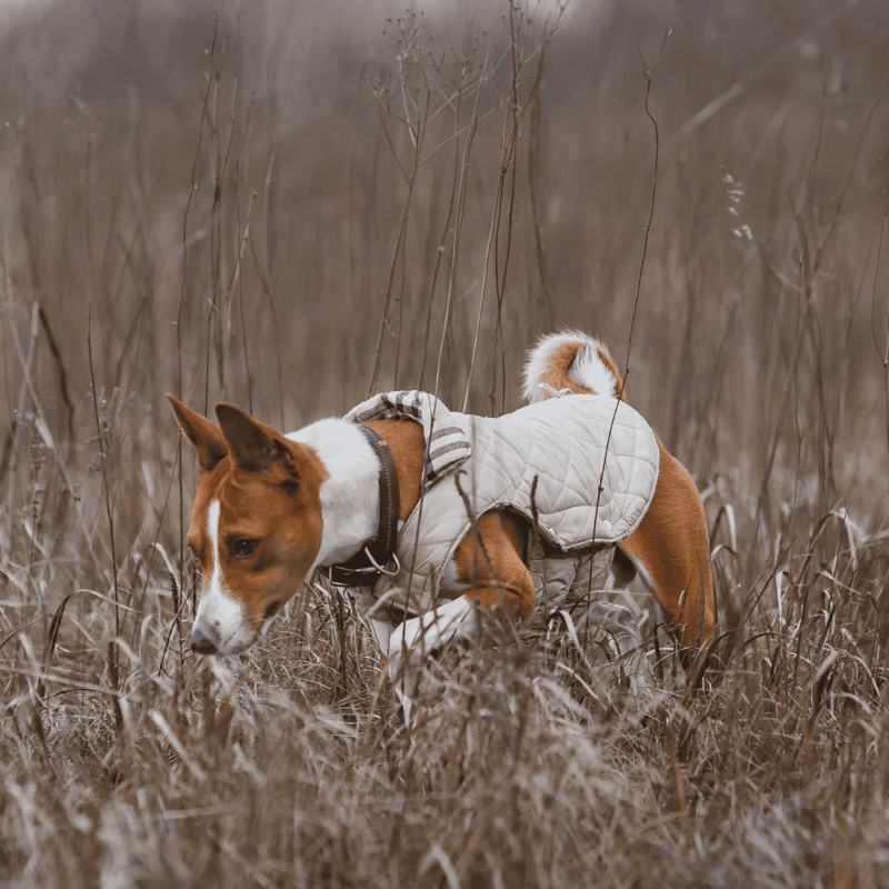 Close-up of a dog wearing a quilted harness in a natural outdoor setting.