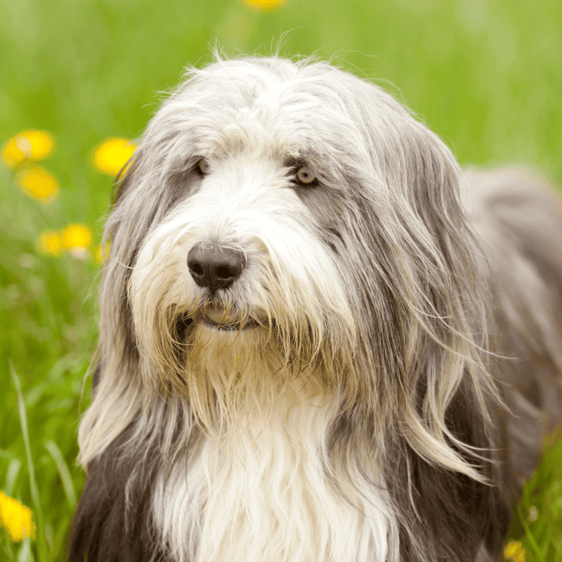 Close-up of a Bearded Collie with long, flowing fur and expressive eyes.