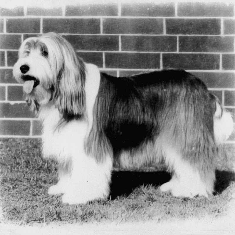 The Bearded Collie is an ancient breed.