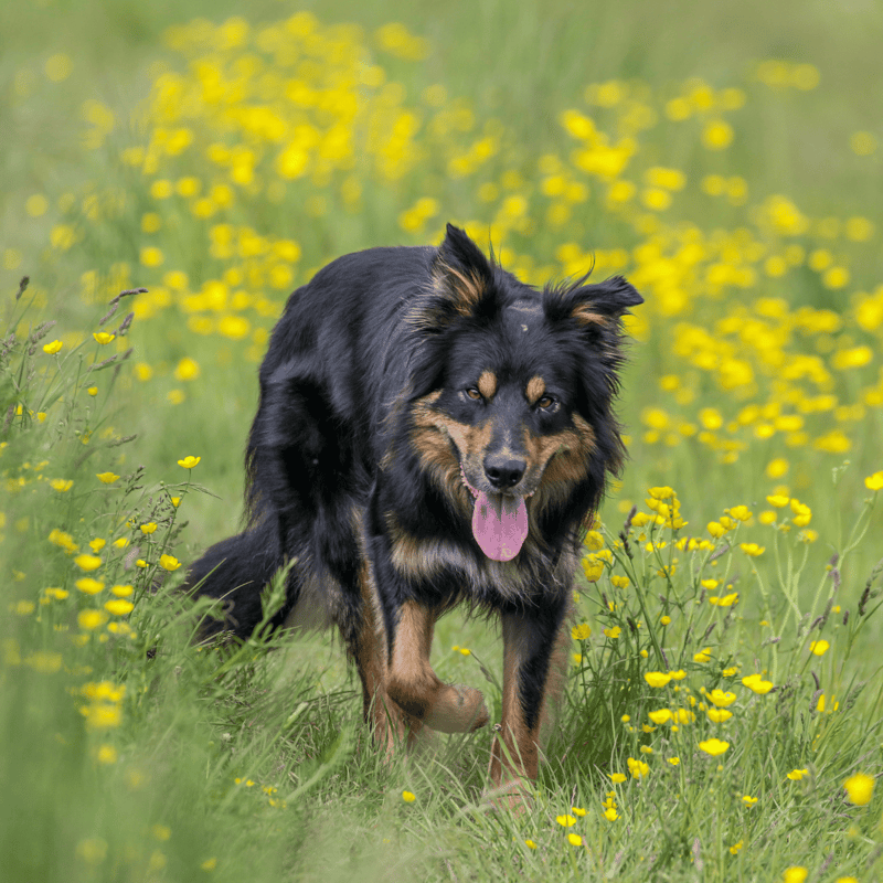 The Bohemian Shepherd Doesn’t Do Well in the Heat