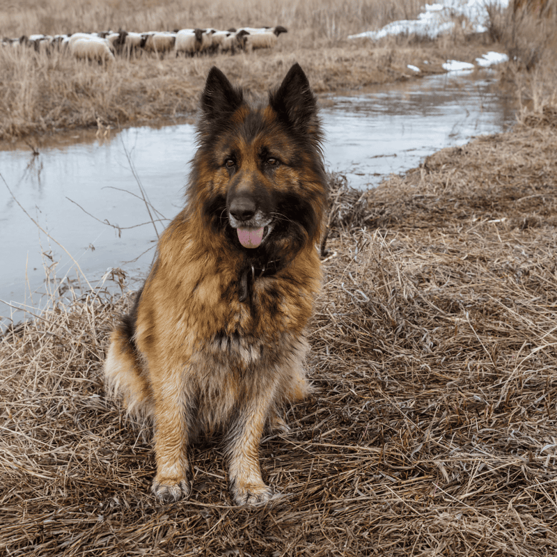 The Bohemian Shepherd Is Versatile