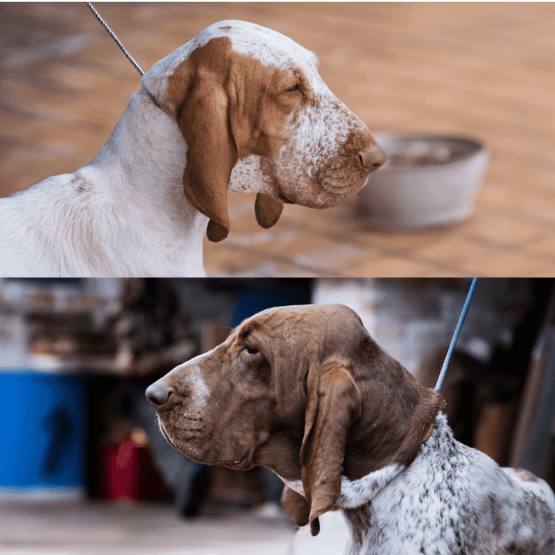 The Bracco Italiano Has Two Different Varieties