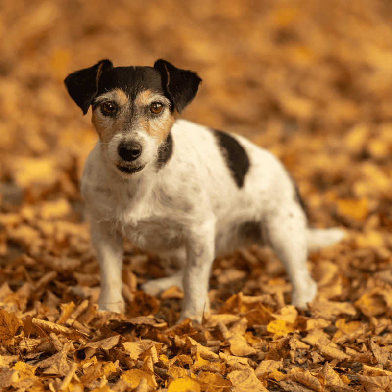 The Brazilian Terrier Is One of the Six Brazilian Breeds