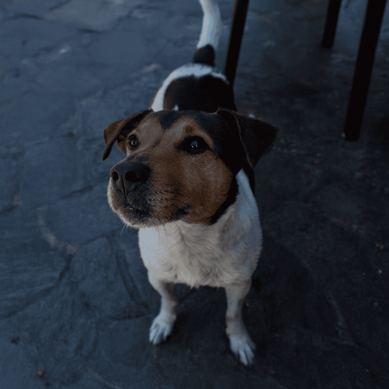 The Brazilian Terrier Is a Landrace Breed