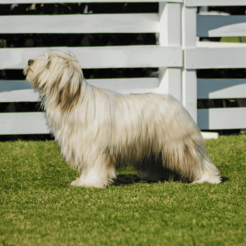The Briard Has Appeared in Ancient Tapestries