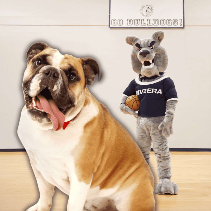 The Bulldog Is the Most Popular Dog Mascot