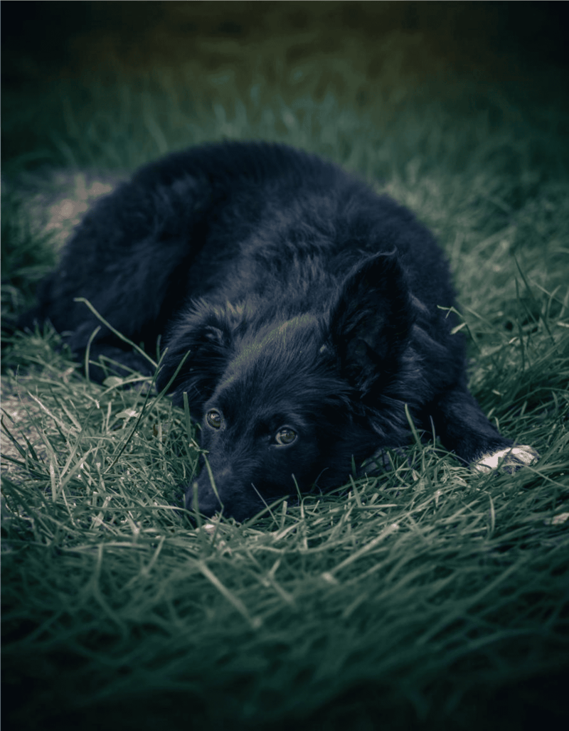 The Croatian Sheepdog Has Yet to Receive Full AKC Recognition