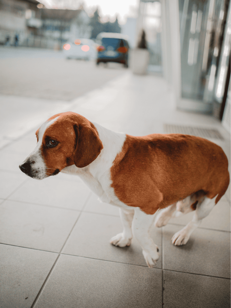 The Drever is Sweden's Most Popular Dog Breed