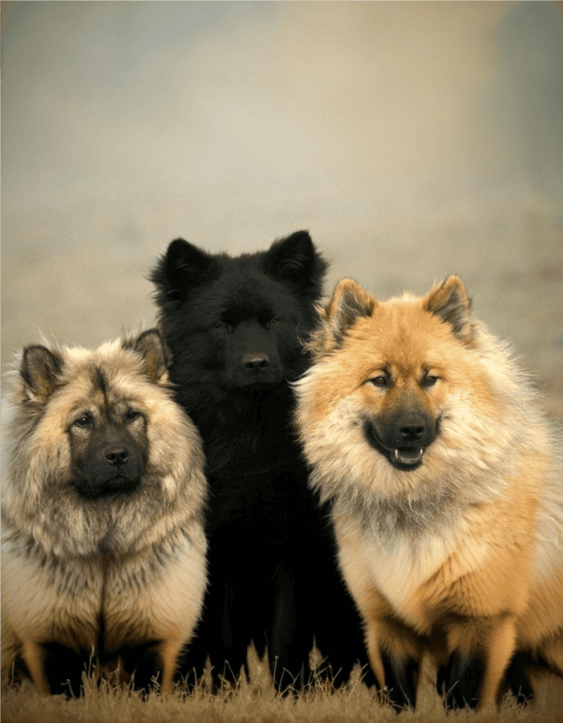 The Eurasier is a Combo of Three Well-Known Dogs