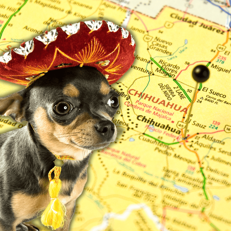 The Mexican State of Chihuahua is Their Namesake