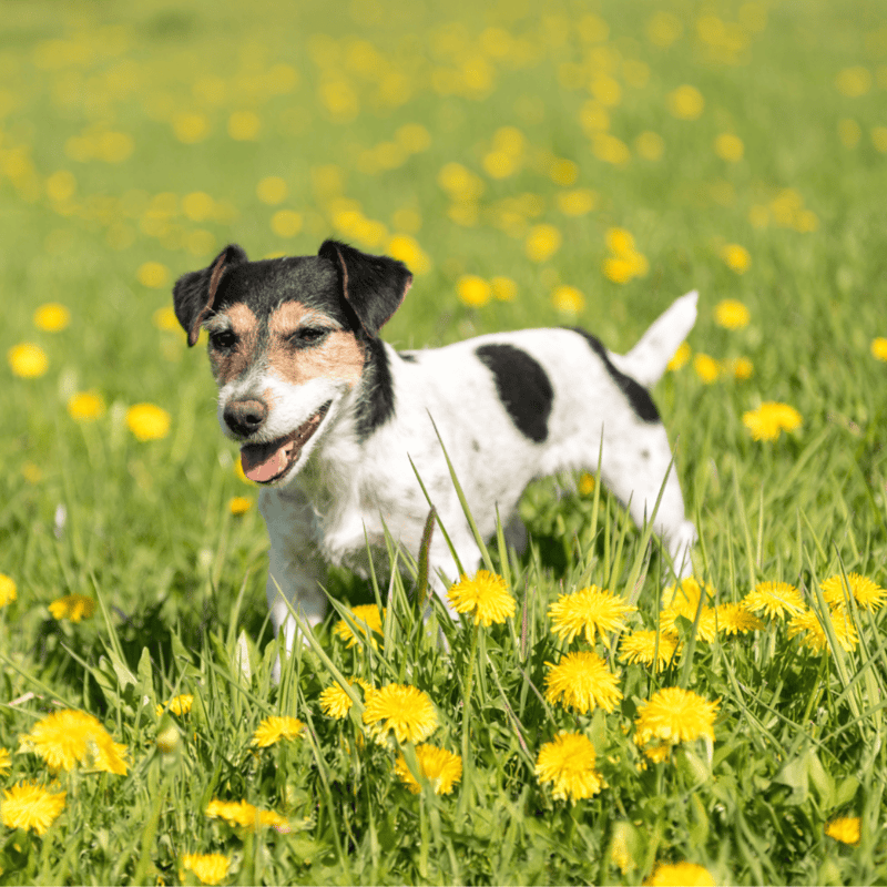 The Origins of the Brazilian Terrier is a mystery.