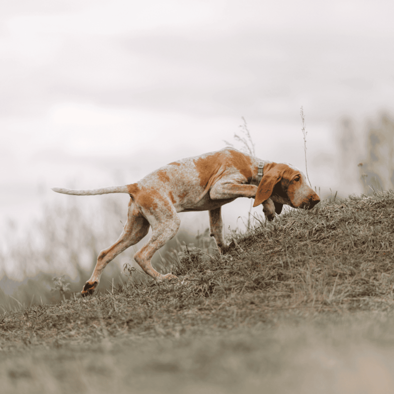 The history of Bracco Italianos dates back to the Renaissance period.