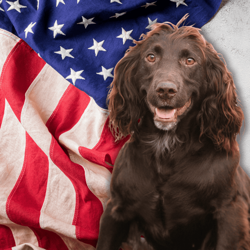 There are only a few Deutscher Wachtelhunds in the U.S