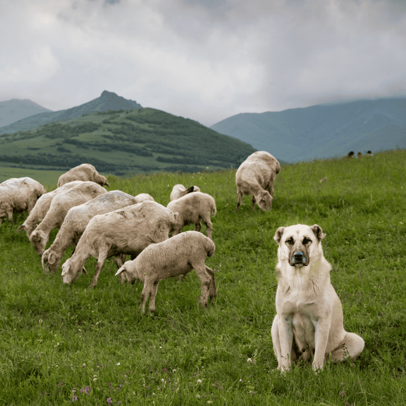 Dog herd in scenic green pasture with mountains, sheep, and a shepherd dog for farm and herding.