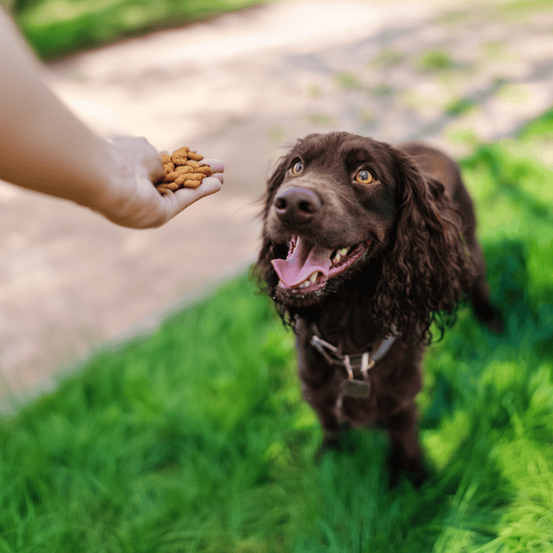 Happy dog eager for treats outdoors.