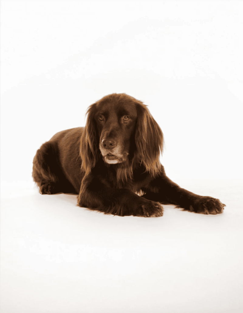 German Longhaired Pointer photo 3