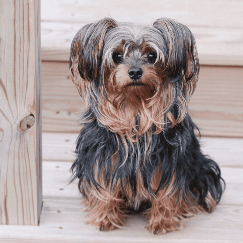 Adorable Yorkie with long, silky coat, perfect for dog lovers and pet grooming services.