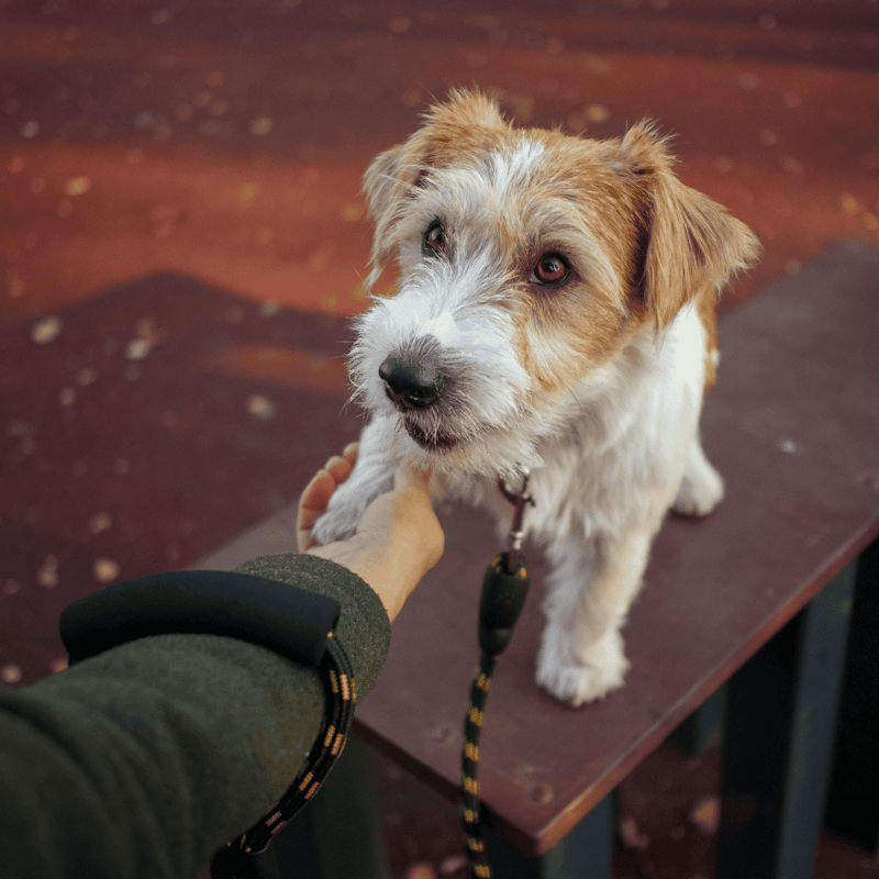 Dog rescue, pet care, dog training, dog advice, pet health, and grooming.