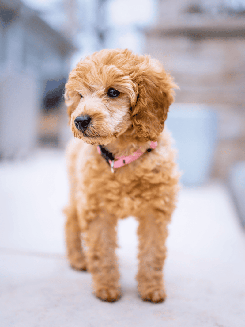 Cute puppy with curly fur, ideal for dog lovers and pet care services.