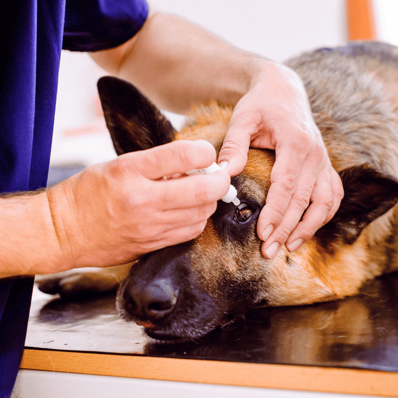 Dog eye medication being given by vet for eye health and treatment.