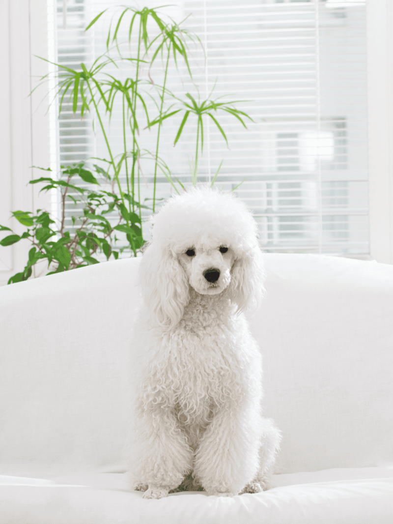 Cute white poodle puppy sitting on a white sofa with green houseplants in the background.