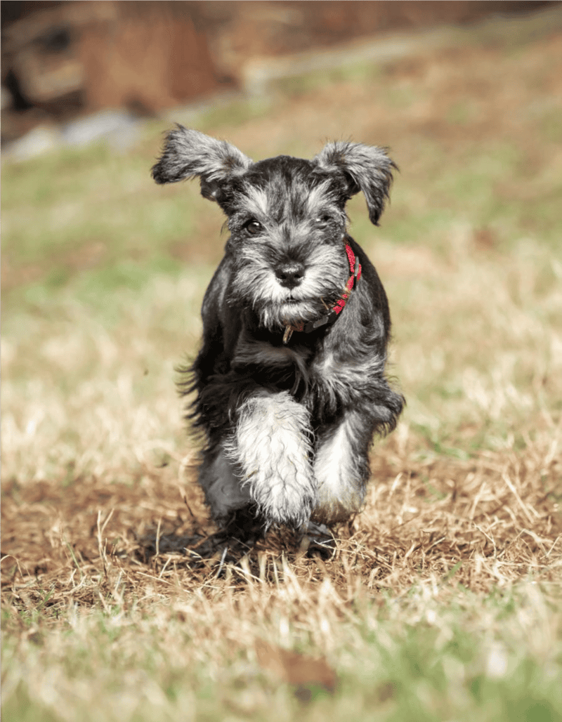 Adorable energetic puppy running on grass, highlighting playful dog behavior and lively pet care.
