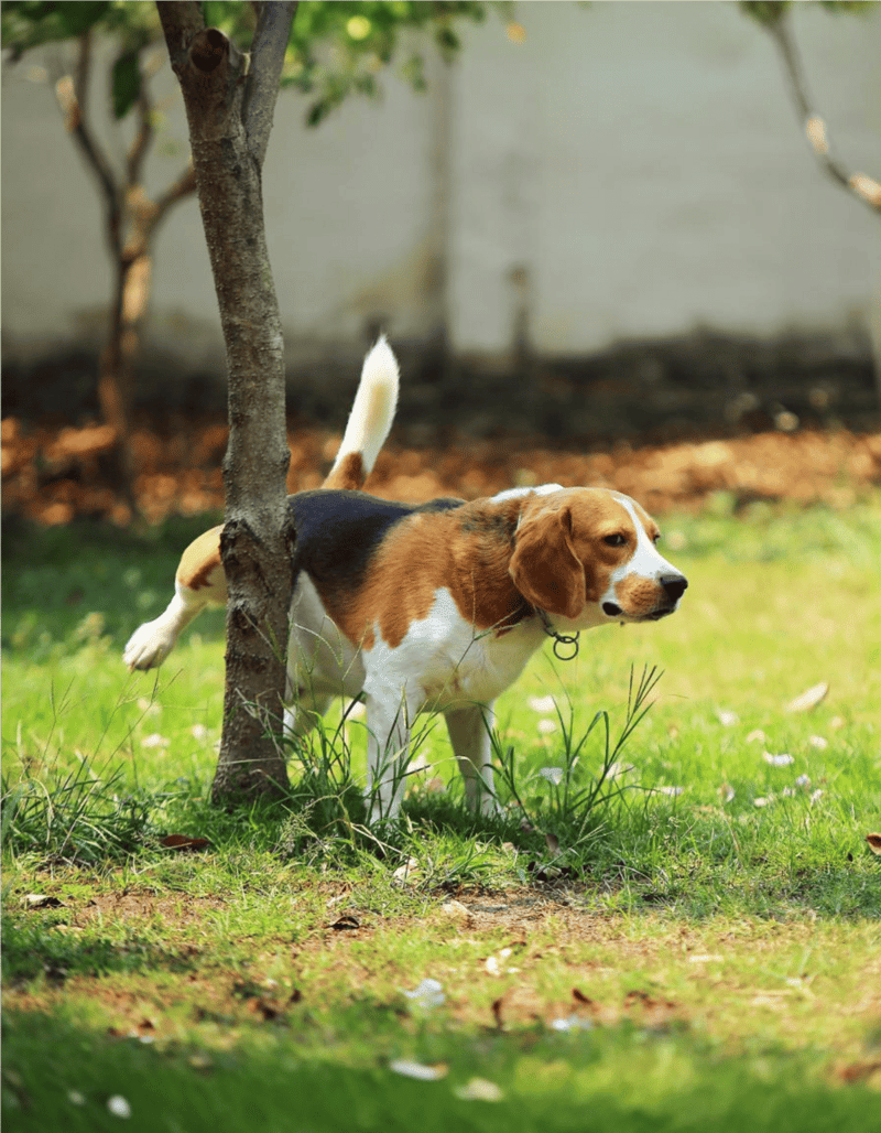 Dog sniffing the ground near a tree in lush backyard.