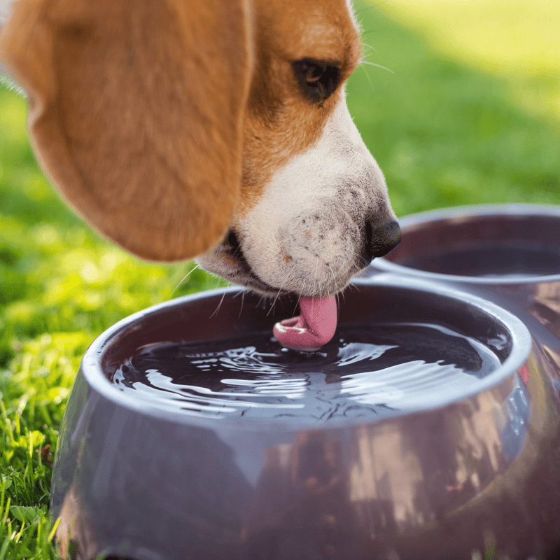 Close-up of a dog drinking water from a bowl outdoors.