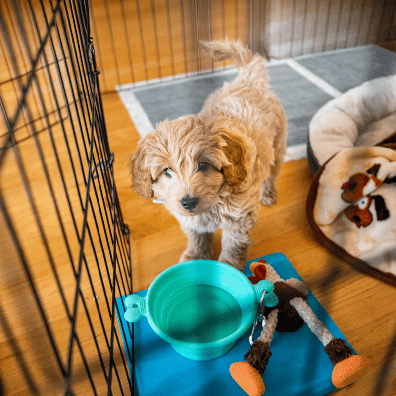 Adorable puppy inside a pet crate with water dish and plush toys for comfort.