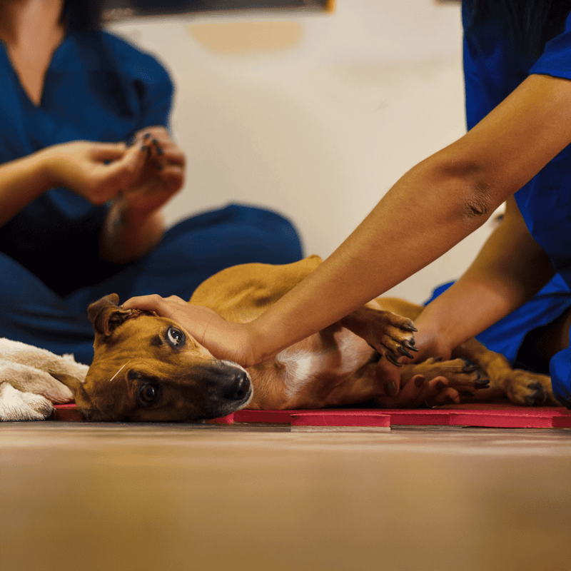 Alt text: Veterinarians examining and treating a dog during a health checkup in a clinic.