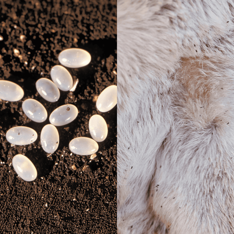 Eggs on soil, dog fur with dirt and lint, pet skin detail, animal health, pet grooming.