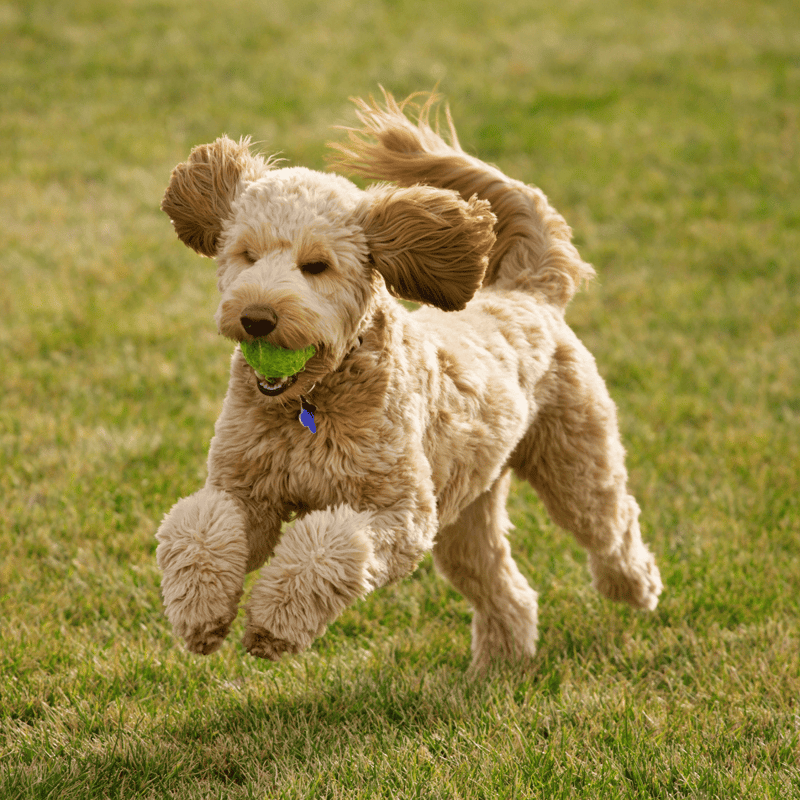 Adorable curly-haired dog running with tennis ball in mouth on green grass.