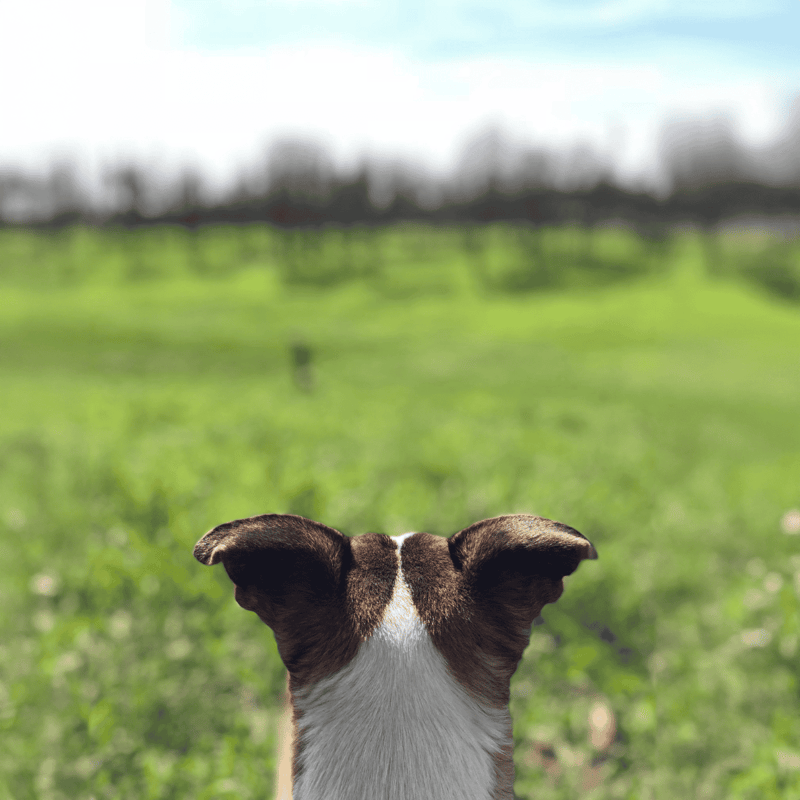 Cute dog looking out over green field, enjoying outdoor nature scene.