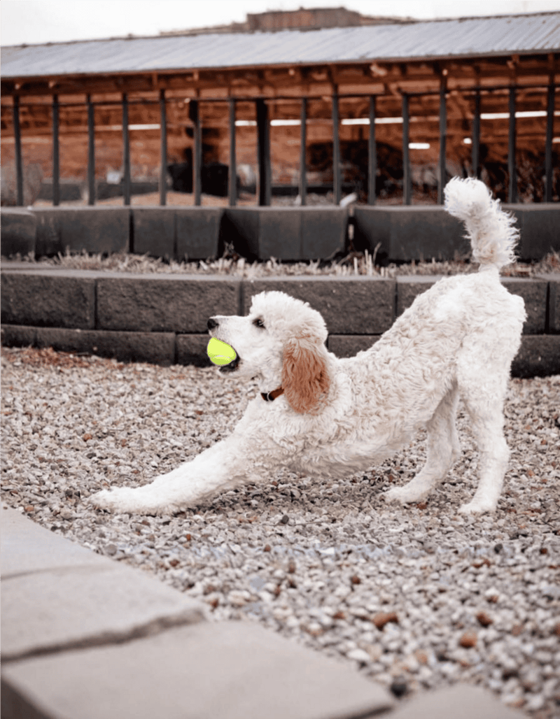Dog catching tennis ball outdoors, playful dog with white curly fur in gravel yard.