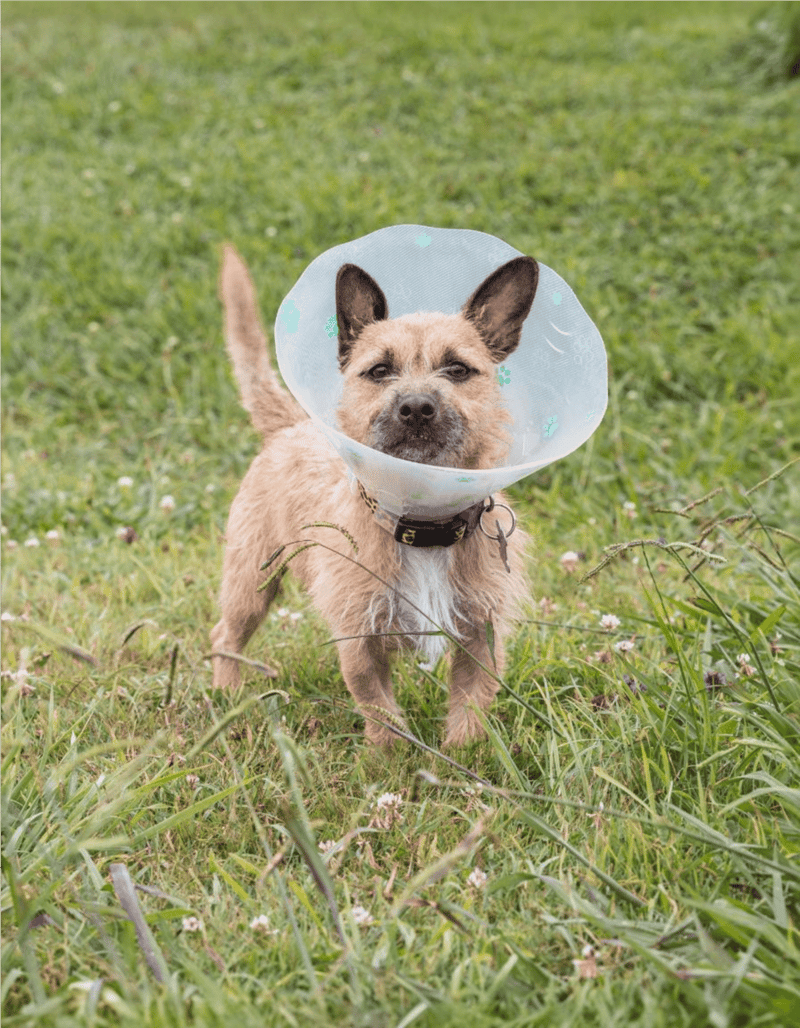 Dog wearing a protective E-collar outdoors on green grass, recovering after injury or surgery.