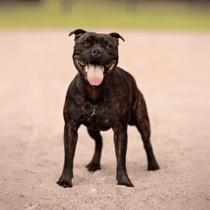 Adorable brindle dog playing on sandy beach with a big smile and tongue out. Perfect for dog lovers and pet care websites.