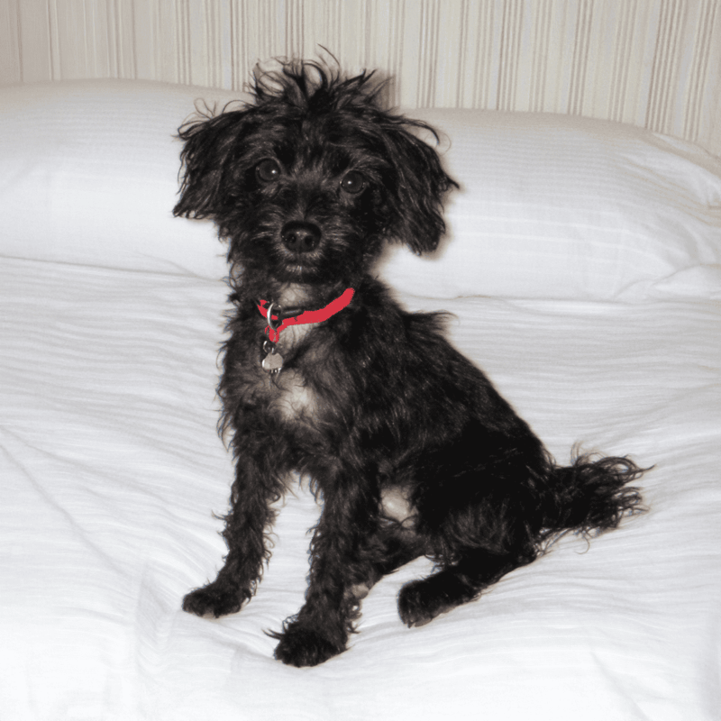 Adorable black curly puppy sitting on a white bed, looking curious with bright eyes and a red collar.