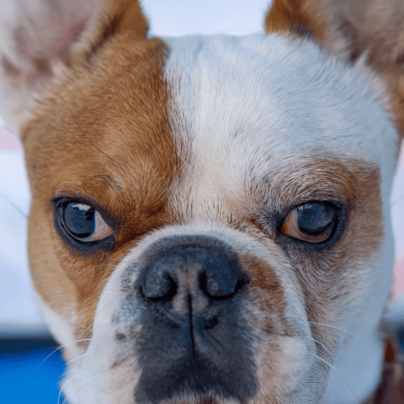 Close-up of adorable brown and white French Bulldog's face, emphasizing pet health and grooming.
