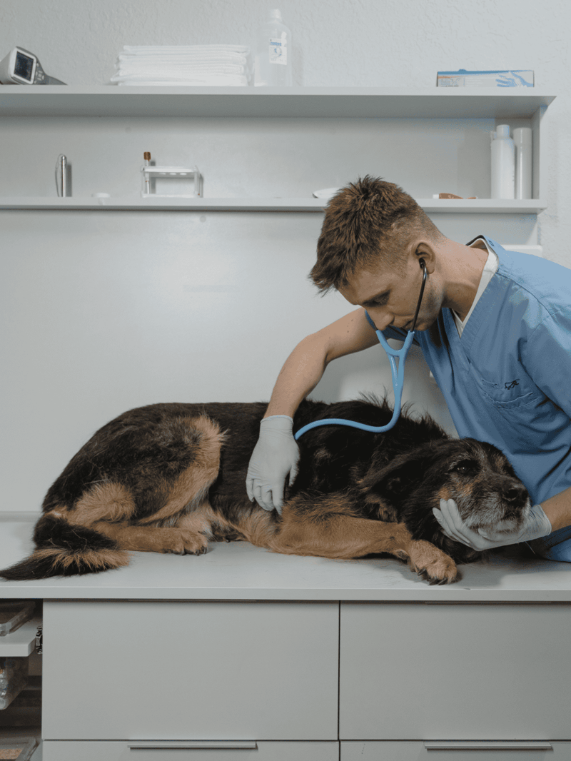 Veterinarian examining a dog for health checkup at veterinary clinic, professional pet care and animal health services.