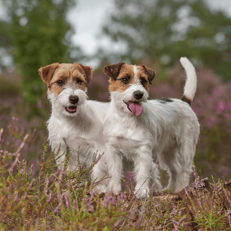 Playful Jack Russell dogs enjoying nature, showcasing energetic and friendly pets for dog owners.