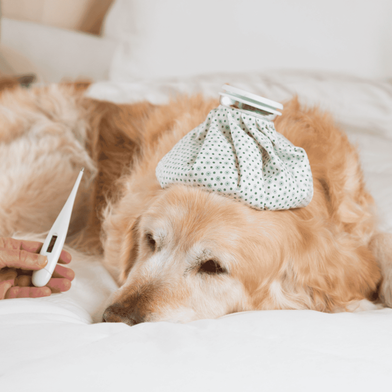 Thermometer on a sleeping golden retriever with hot water bag on its head.