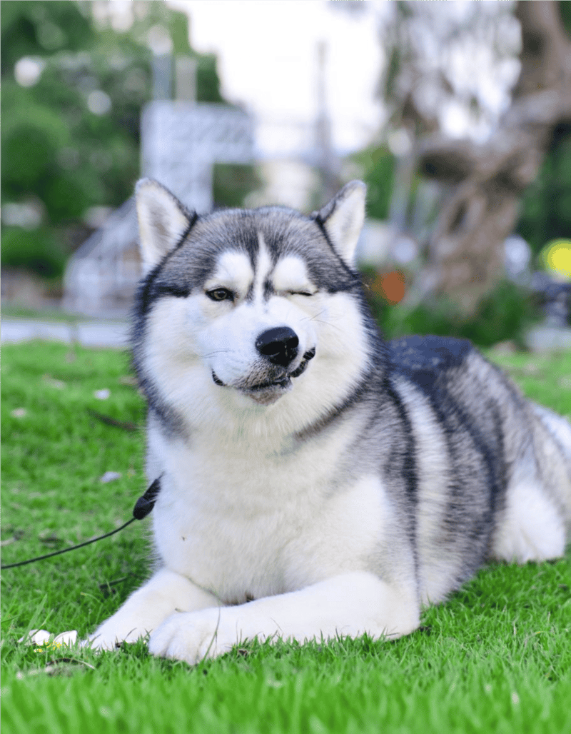 Cute Siberian husky winking outdoors, loyal dog breed, pet care.