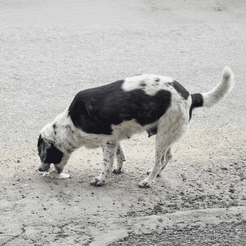 Adorable black and white spotted dog sniffing the ground outdoors.