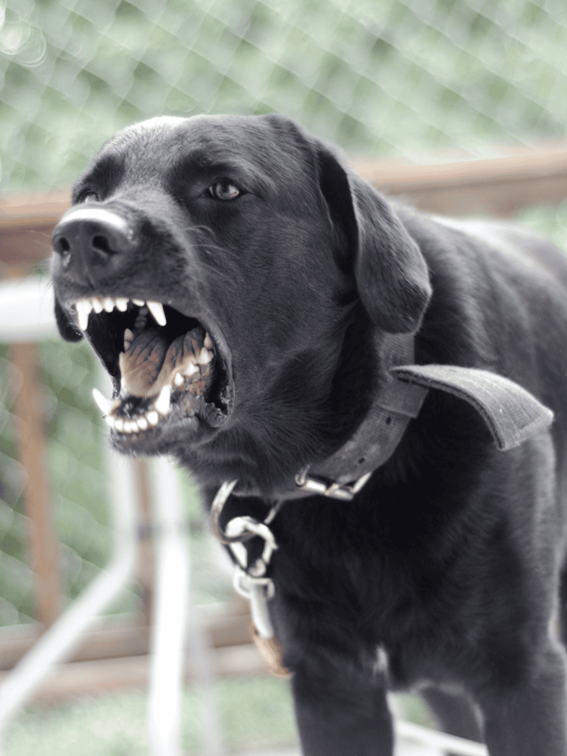 Fearless black Labrador with a fierce expression, showing teeth and alert eyes.