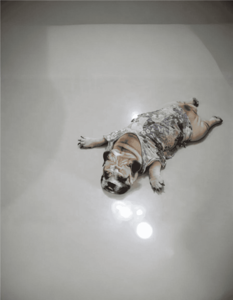 Dog puppy in hospital gown lying on a clean, shiny floor, showcasing health and comfort.